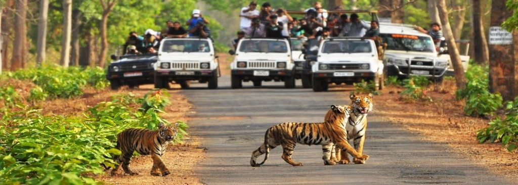 jungle safari jeep booking pilibhit tiger reserve