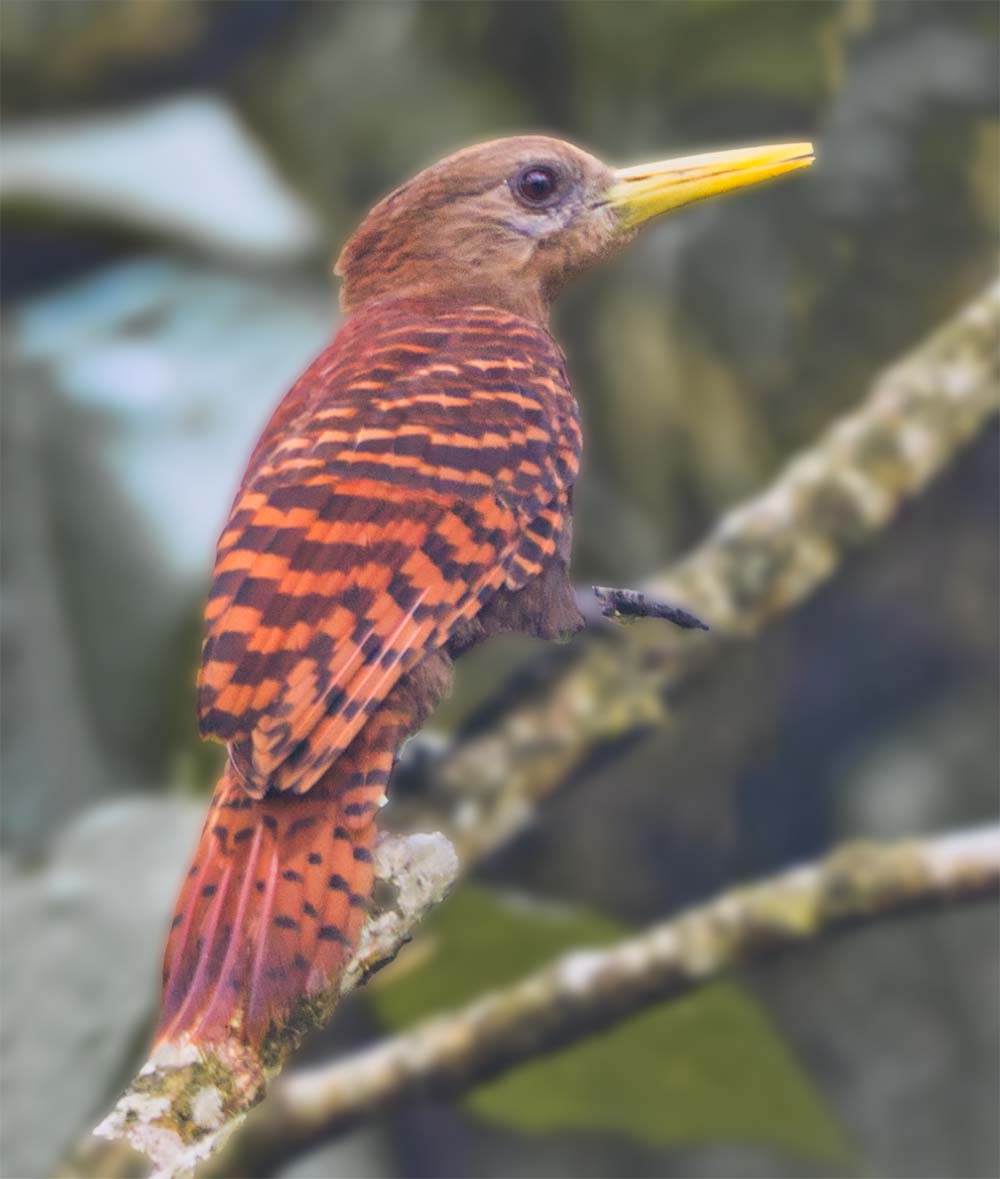 Bay woodpecker Travelderness West Bengal