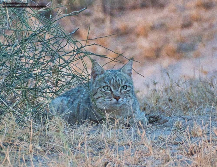 Desert Cat Travelderness