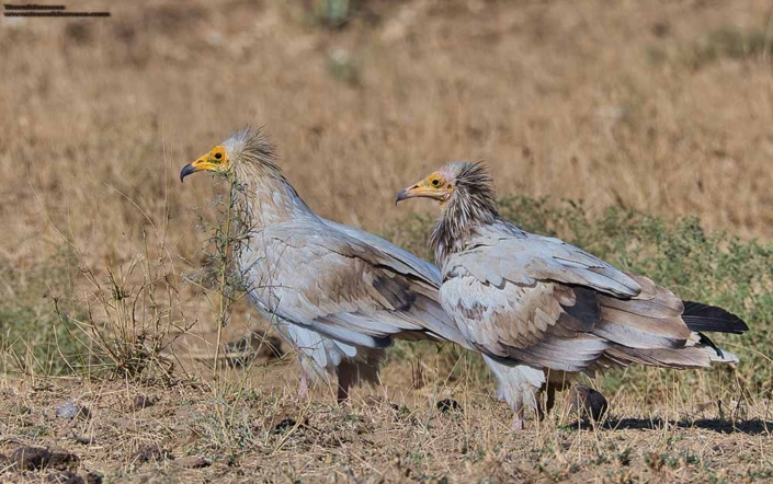 Egyptian Vulture Travelderness