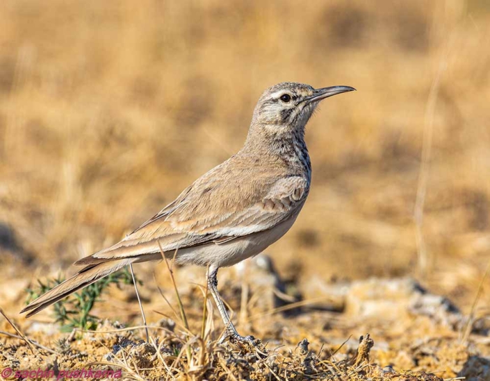 GREATER HOOPPOE LARK Travelderness