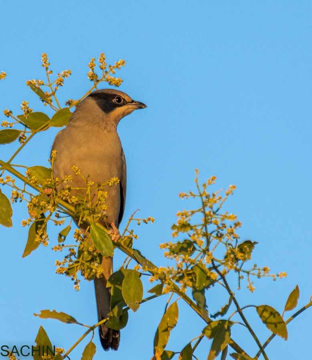 Gray hypocolius male travelderness