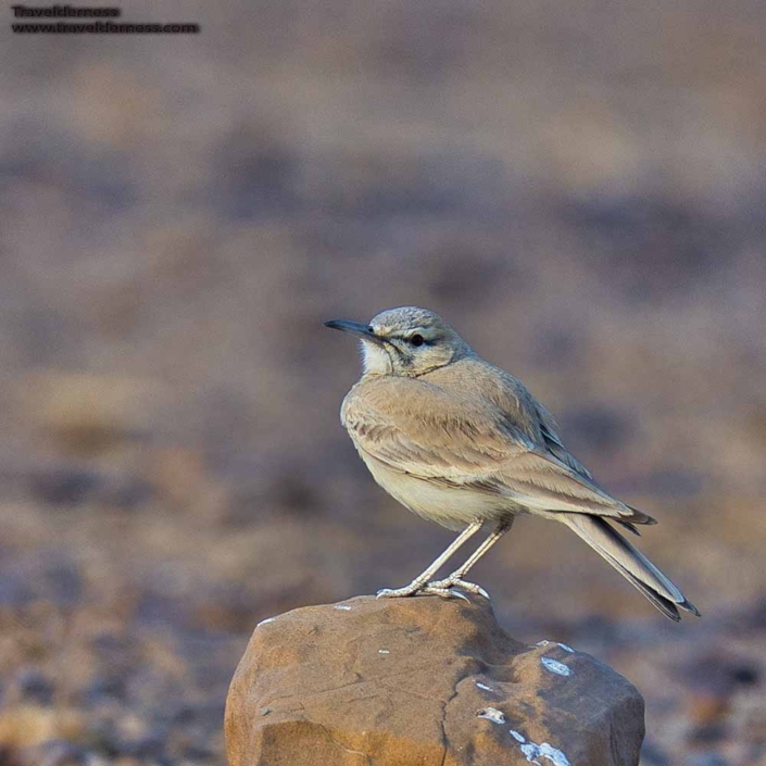 Greater Hooppoe Lark Travelderness