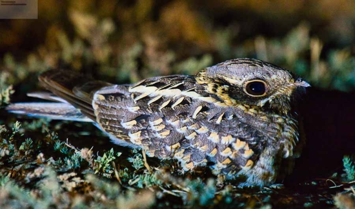 Indian Nightjar travelderness