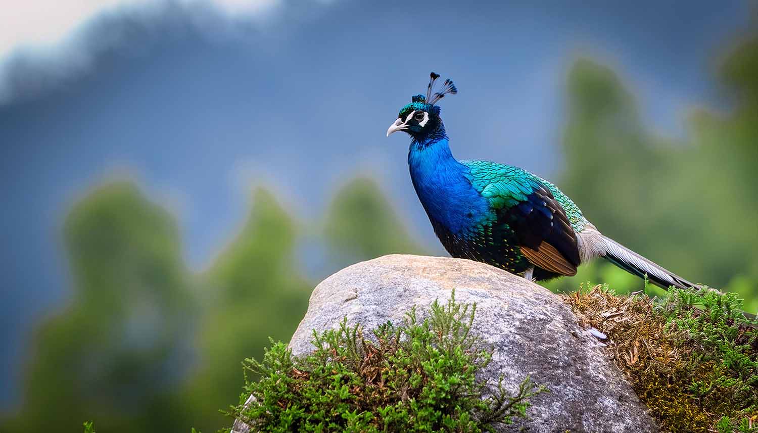 Monal State bird of Uttarakhand