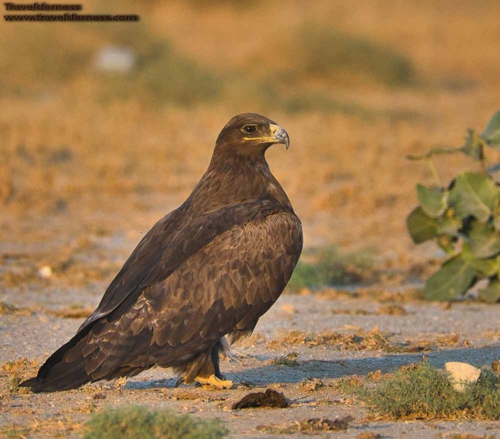 Steppe Eagle Travelderness