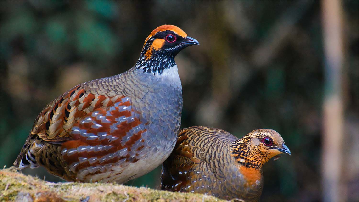 Travelderness-North-Bengal-Birds.jpg