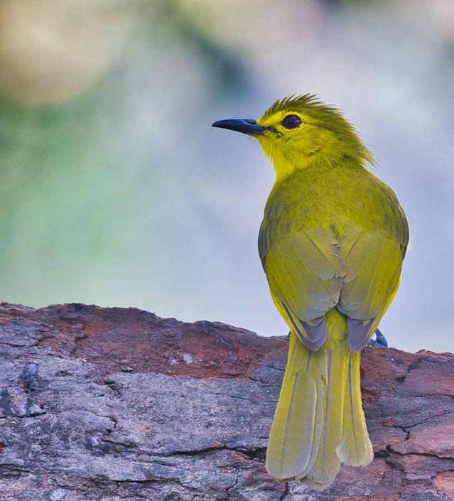 YELLOW BROWED BULBUL travelderness