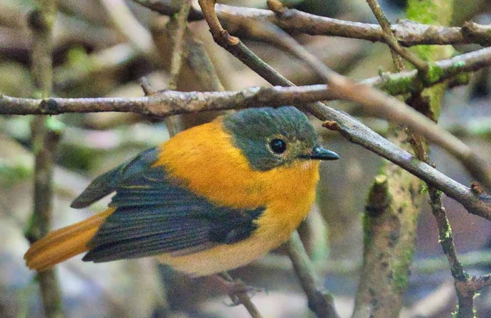 black and orangeflycatcher travelderness