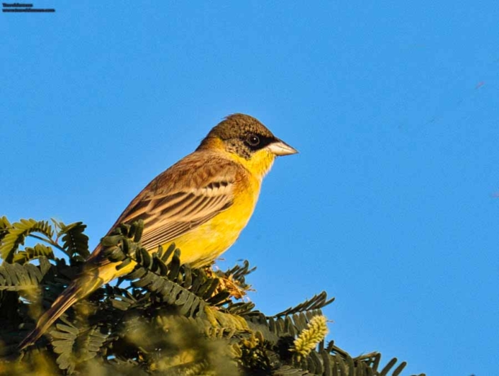 black headed bunting travelderness