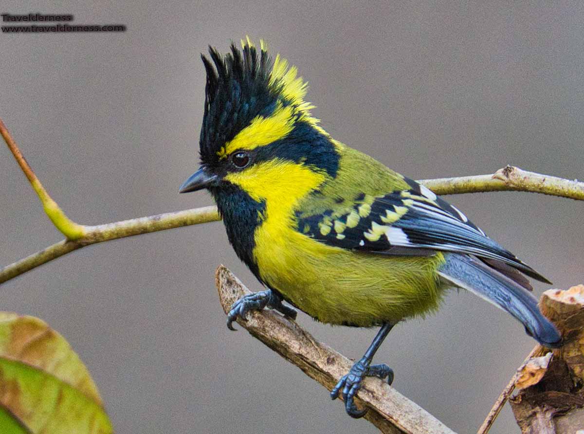 black lored tit Travelderness