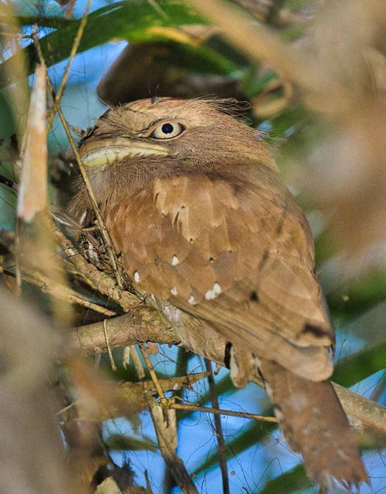 ceylon frogmouth travelderness