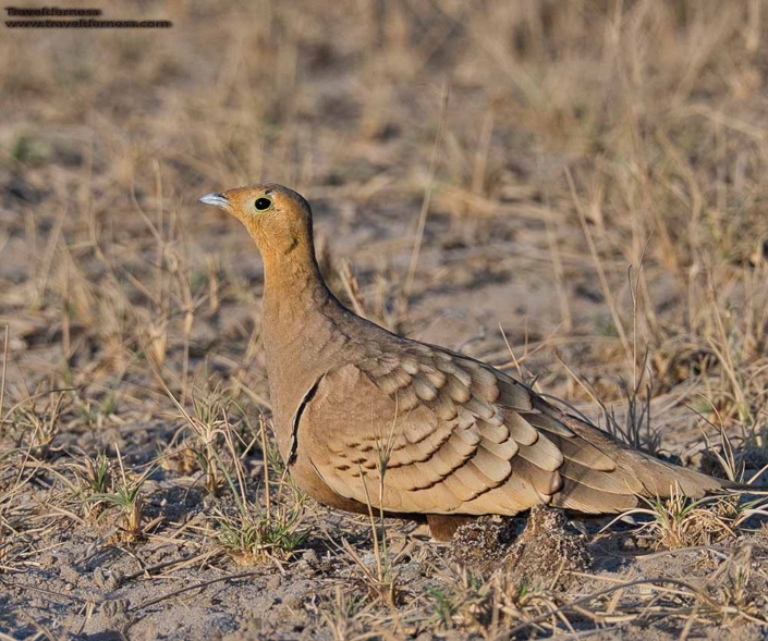 chestnut bellied sandgrouse male travelderness