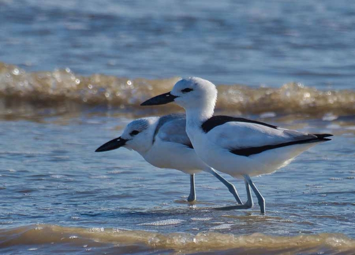 crab plovers travelderness