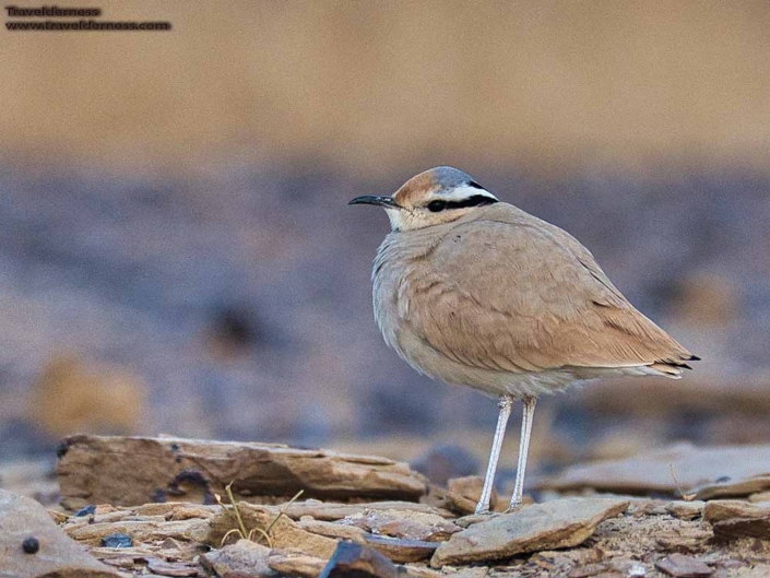 cream colored courser Travelderness