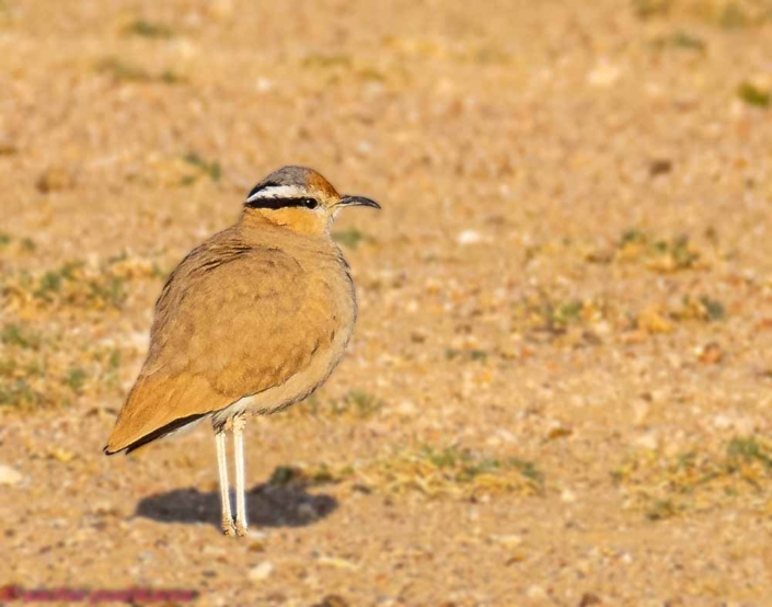 cream colored courser travelderness