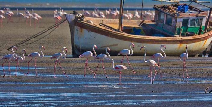 flamingoes travelderness