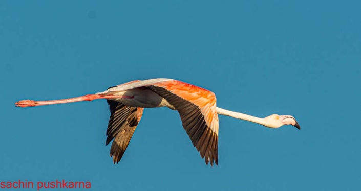 gREATER fLAMINGO travelderness