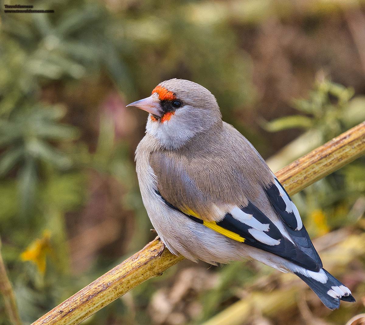 goldfinch travelderness