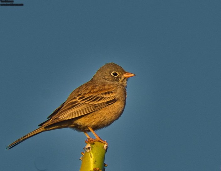 gray necked bunting travelderness