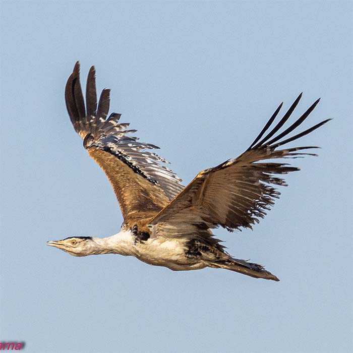 great indian bustard in flight square