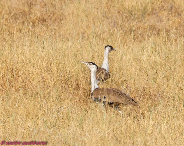 great indian bustards travelderness