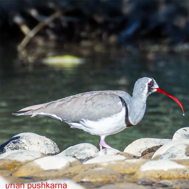 ibisbill