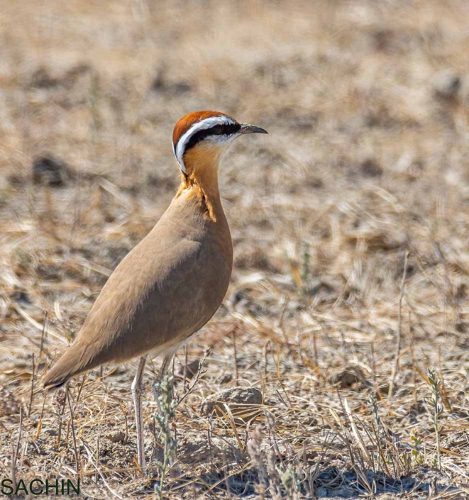 indian courser Travelderness