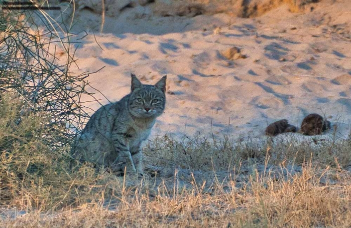 indian desert cat travelderness