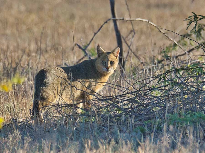 jungle cat travelderness