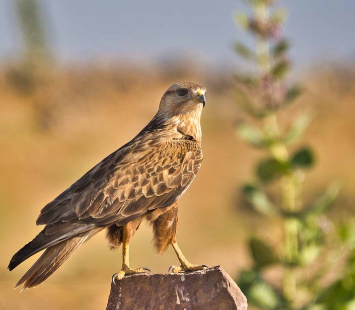 long legged Buzzard Travelderness