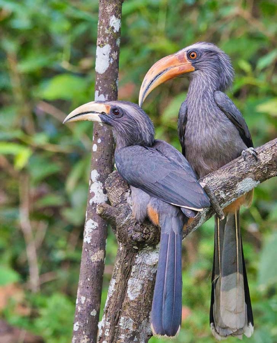 malabar gray hornbill travelderness