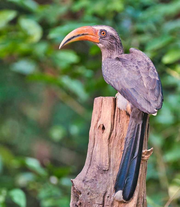 malabar hornbill male_ travelderness