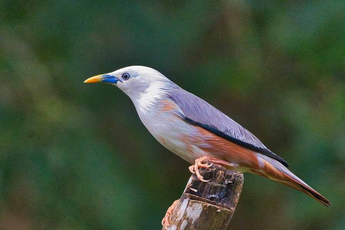 malabar starling travelderness