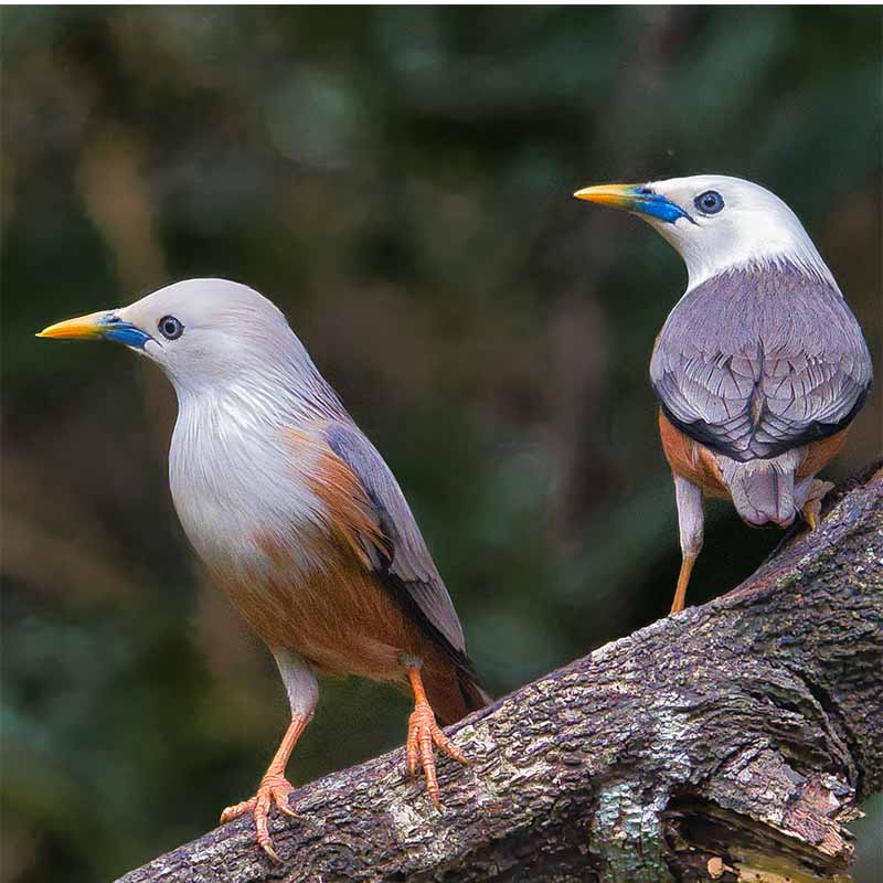 malabar starling