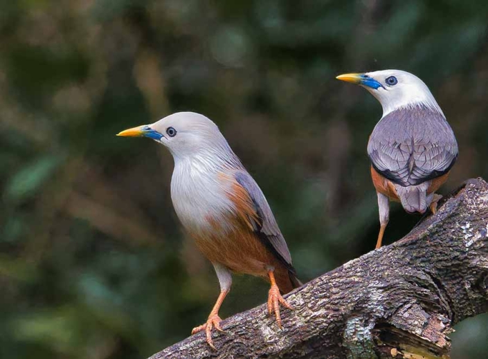 malabar starling travelderness