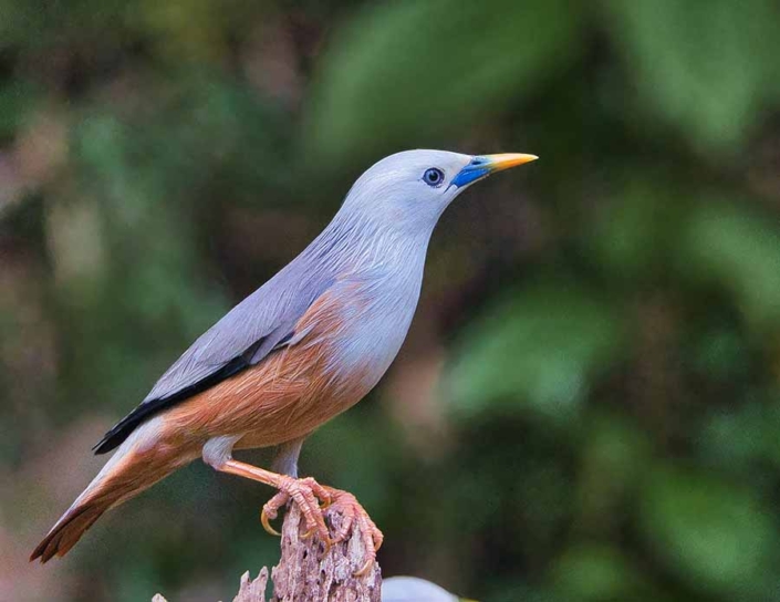 malabar starling travelderness