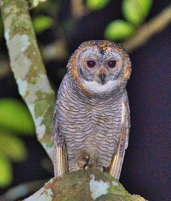 mottled wood owl travelderness