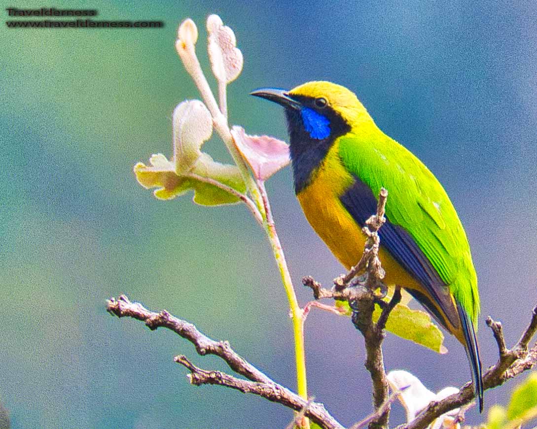 orange bellied leafbird