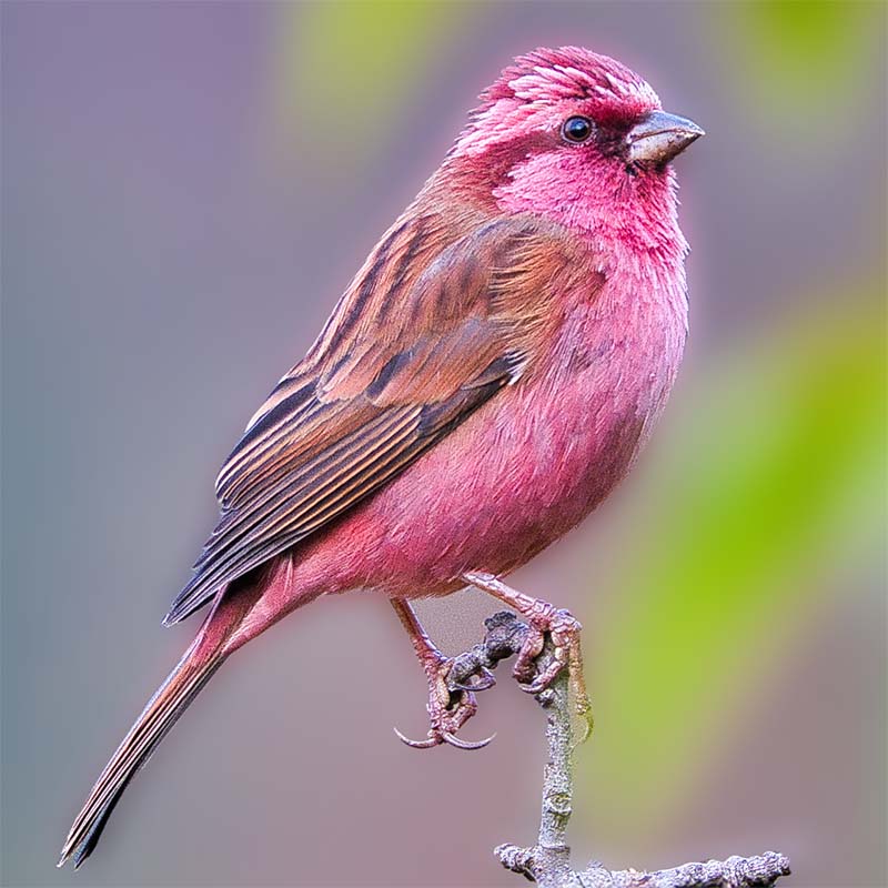 pink browed rosefinch