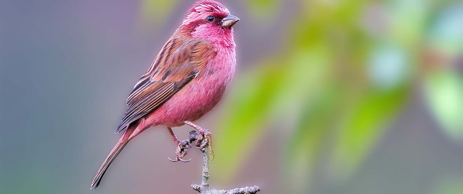 pink browed rosefinch Uttarakhand slider