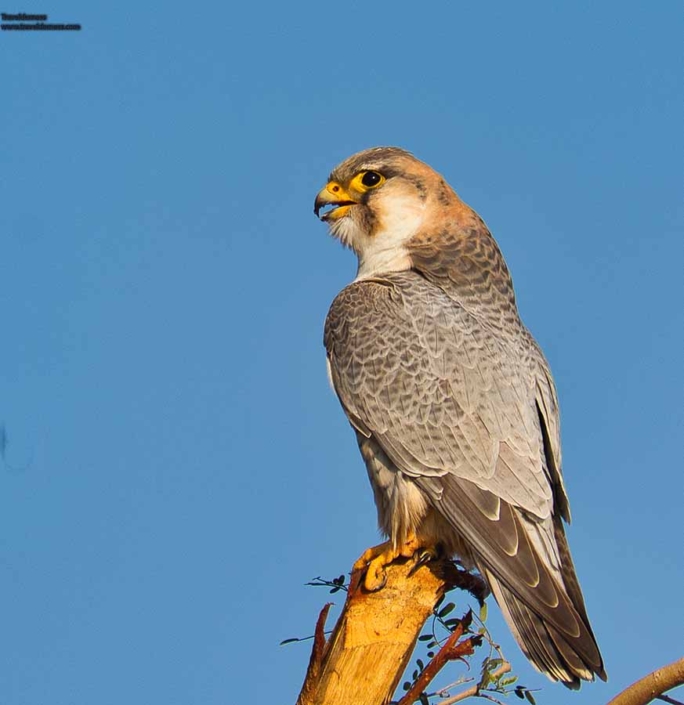 red naped shaheen travelderness