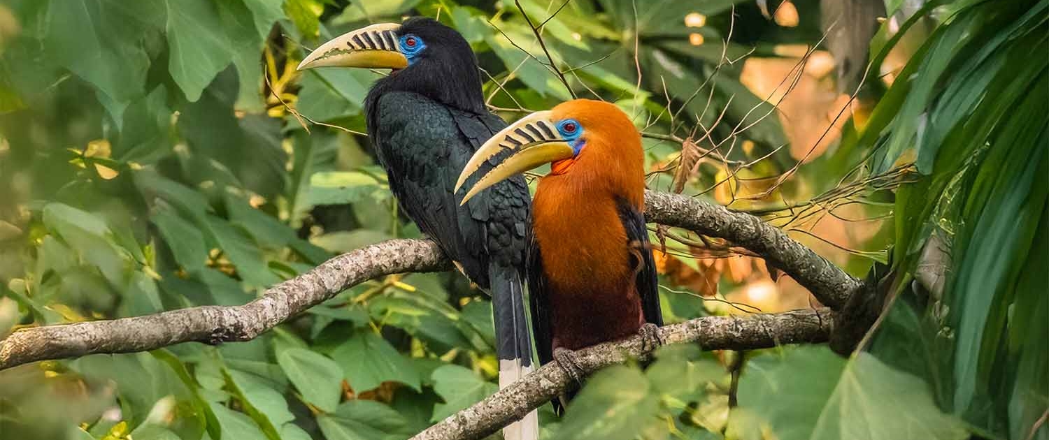 rufous necked hornbill_travelderness