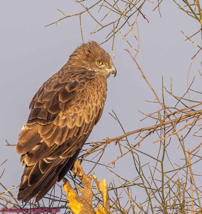 short toed snake eagle Travelderness