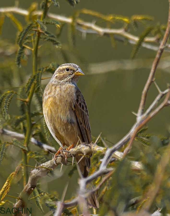 striolated bunting 2 travelderness