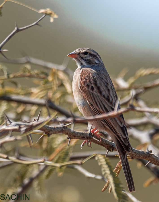 striolated bunting 4 travelderness