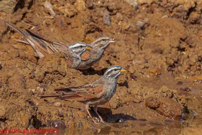 striolated bunting travelderness