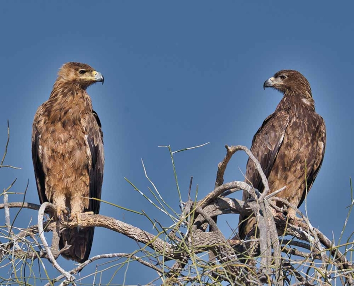 tawny eagles Travelderness