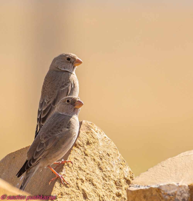 trumpeter-finch-Travelderness