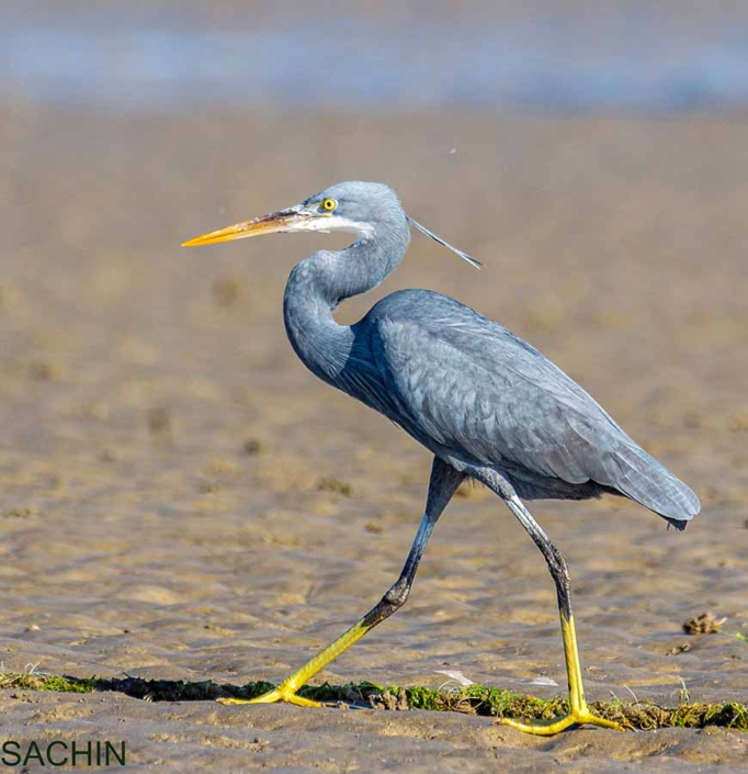 western reef egret travelderness